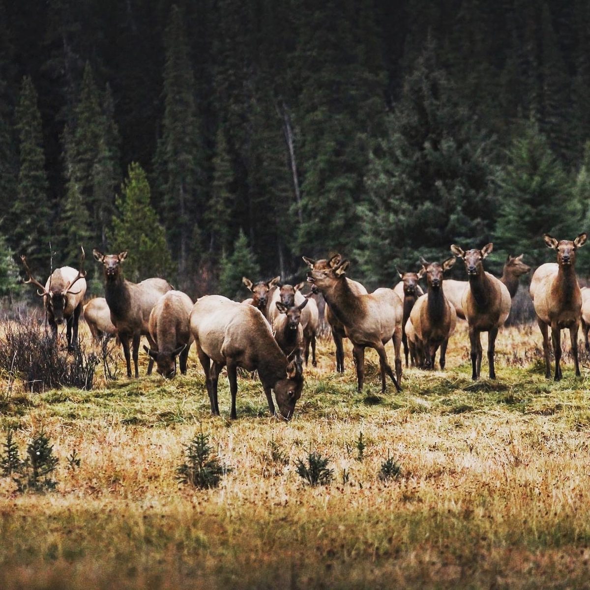 Elk grazing in the meadow at Rock Lake