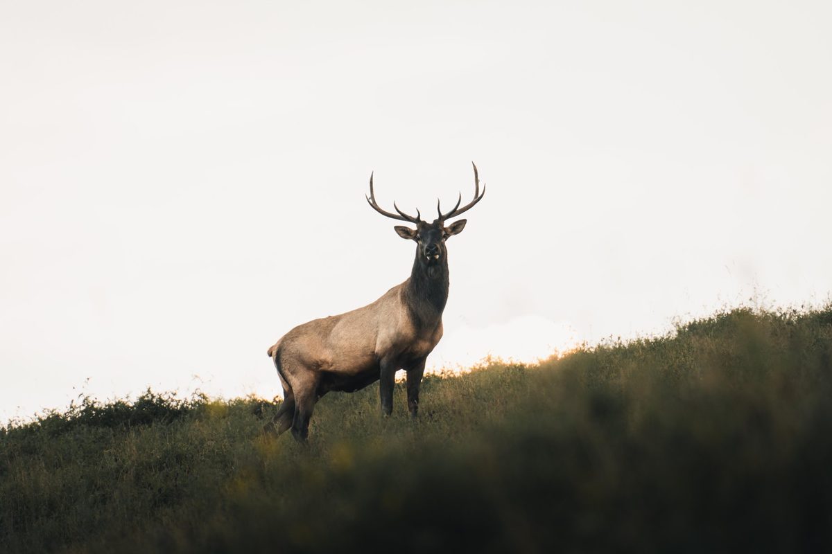 A bull elk with its herd in the meadow near Rock Lake